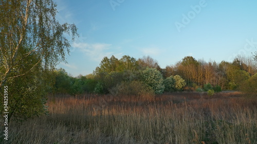 A scenic wild nature springtime landscape with flowering bird cherry bushes known as Mayday trees (Latin name: Prunus padus) on evening sunlight.