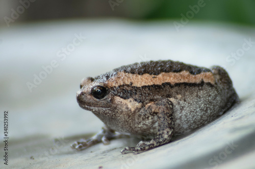 Bullfrog looking for food after the rain stopped