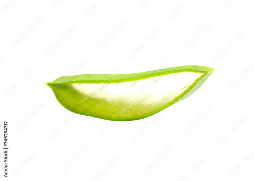 Part of aloe vera cut on white background see through the tissue Part of aloe vera cut on white background see through the tissue