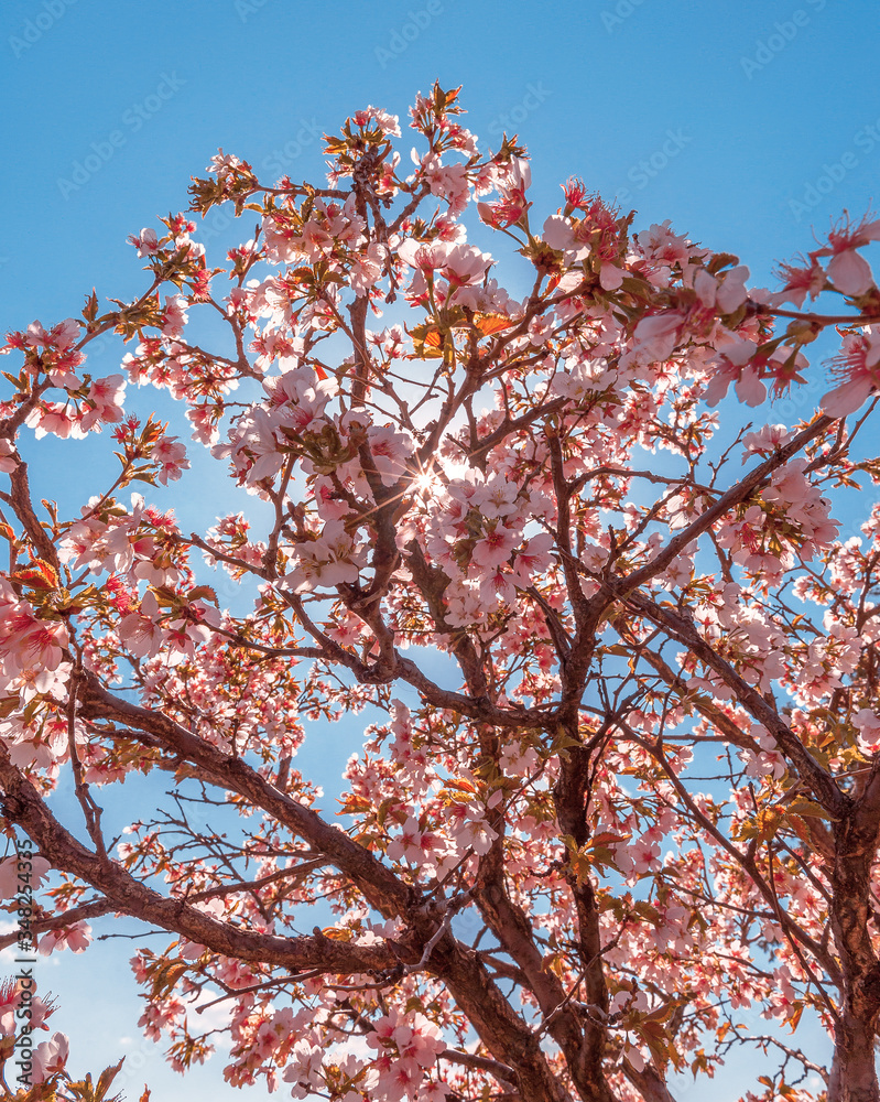 Sakura in the sun. Spring flowering. Bush with pink flowers. Sakura in the sun. Spring flowering. Bush with pink flowers.