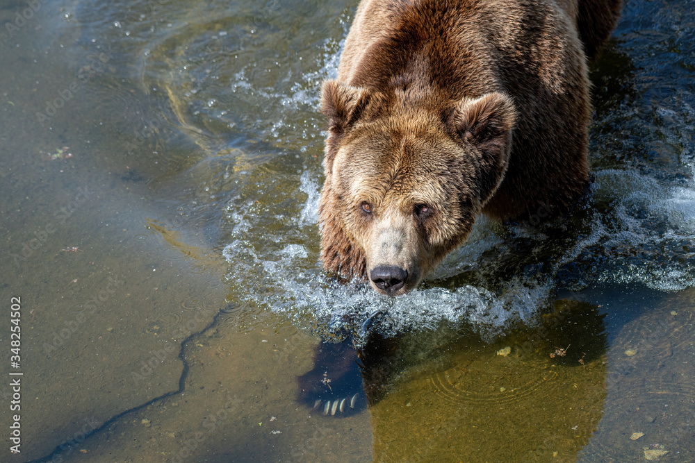 Eurasian brown bear (Ursus arctos) also known as the European brown bear. Eurasian brown bear (Ursus arctos) also known as the European brown bear.