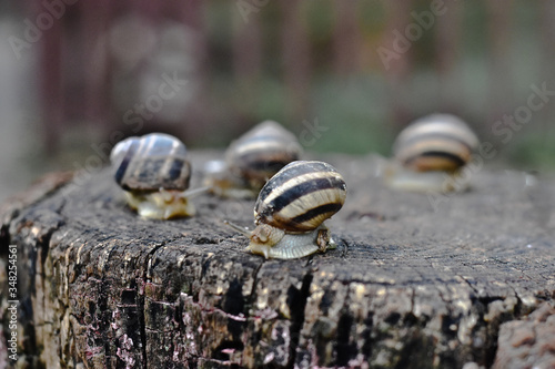  Snails crawl on a stump after rain