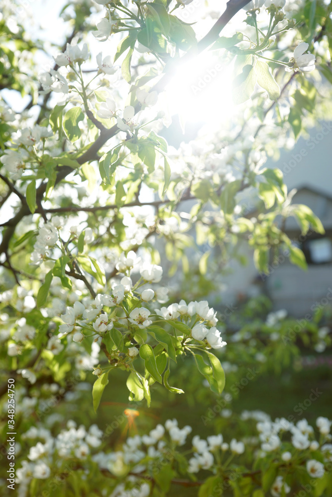 Blooming pear tree on a background of the house Blooming pear tree on a background of the house