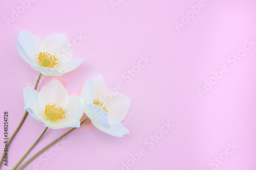 Floral spring background. Composition of white flowers on a pink background. Flat lay, space for text. Valentine's day, mother's day, womens day concept.