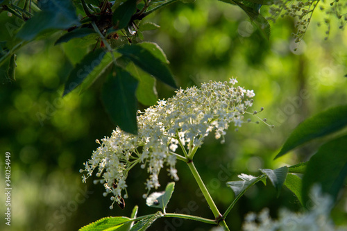 fioritura spontanea