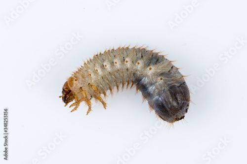 Mole cricket larva closeup isolated.