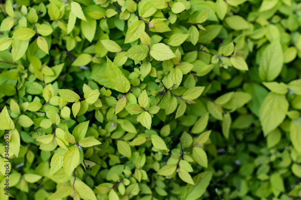 Green small leaves background, spring and summer season Green small leaves background, spring and summer season
