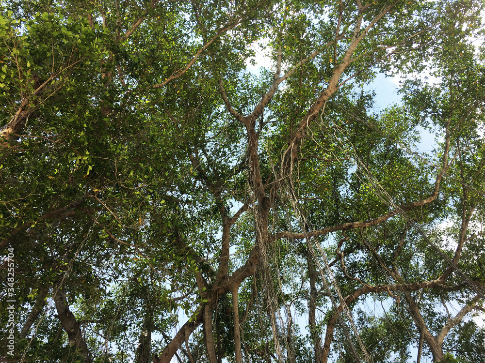 Fototapeta premium landscape with mountains trees and a river in front