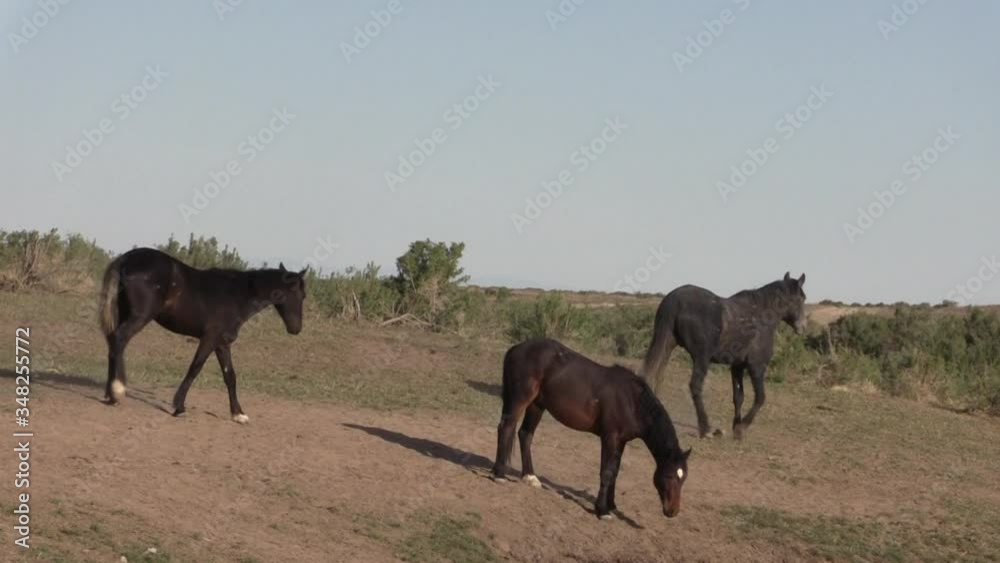 Wild Horses in Spring in the Utah Desert Wild Horses in Spring in the Utah Desert