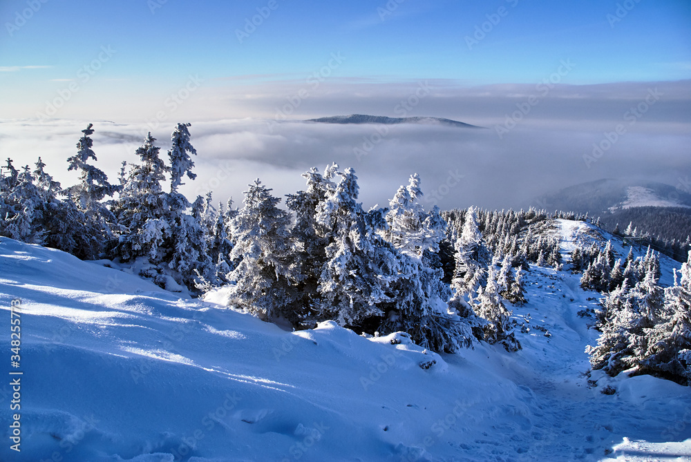 clouds and Snow covered spruces in the mountains in winter Beskidy in Poland.