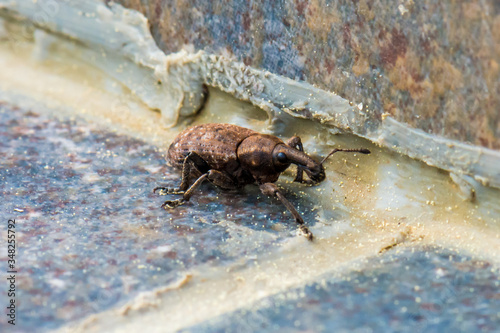 Snout beetle on house tiles.