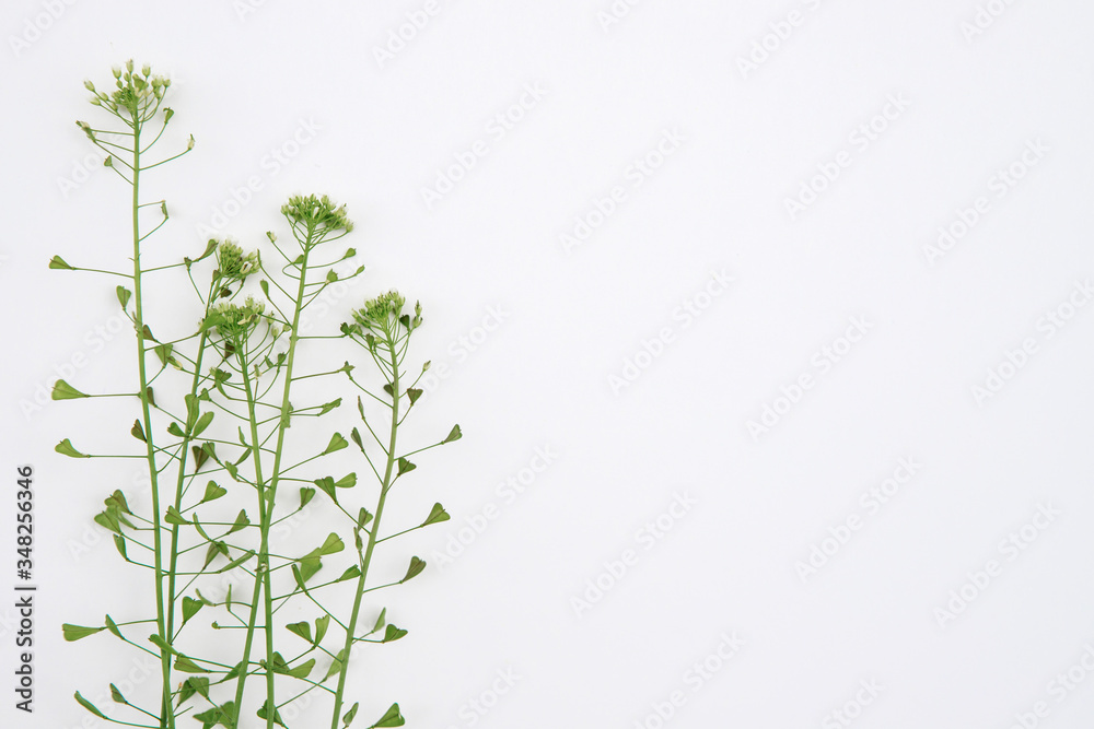 composition of grass on a white background. Floral spring background. Flat lay, space for text. Valentine's day, mother's day, womens day concept. composition of grass on a white background. Floral spring background. Flat lay, space for text. Valentine's day, mother's day, womens day concept.