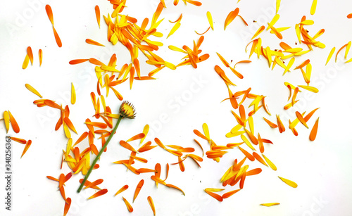 orange flower petals scattered on isolated white backdrop 