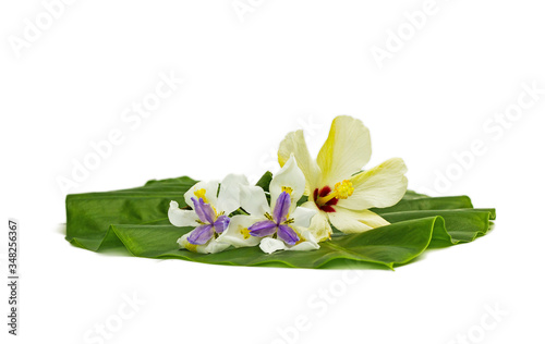 yellow and purple flowers on green leaf isolated white backdrop