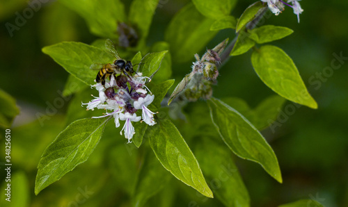 bee on a flower backdrop