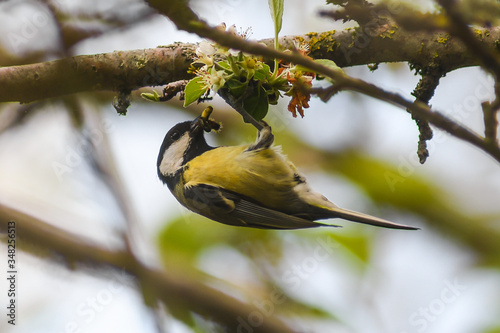 Fotografía cinciallegra (Parus major) a testa in giù su ramo