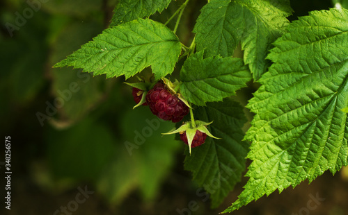 red berry on green bush bright background