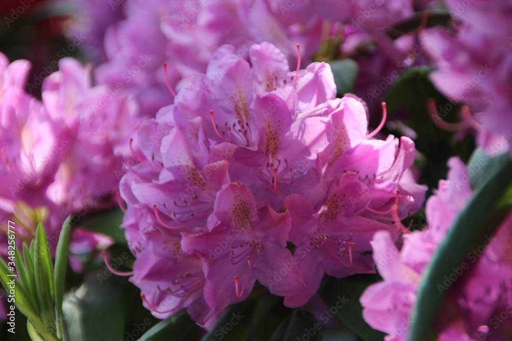 Rhododendron catawbiense is in bloom perfectly Rhododendron catawbiense is in bloom perfectly