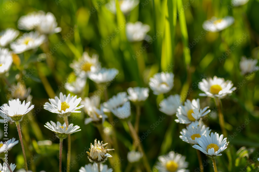 Daisies on a meadow in sunlight Daisies on a meadow in sunlight