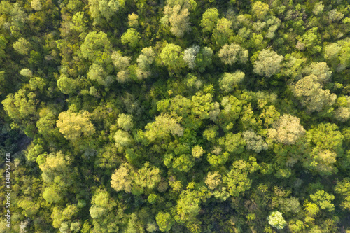Aerial drone photo looking down on magical summer forest. Nature background. Landscape photography © Ivan Kmit