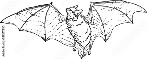 Flying bat line art, Vector Sketch of a 19th century engraving
