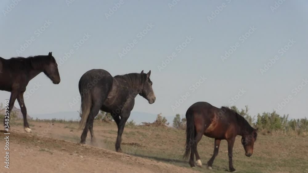 Wild Horses in Spring in the Utah Desert Wild Horses in Spring in the Utah Desert