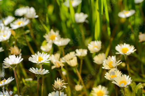 Close up of daisies on a meadow in nature