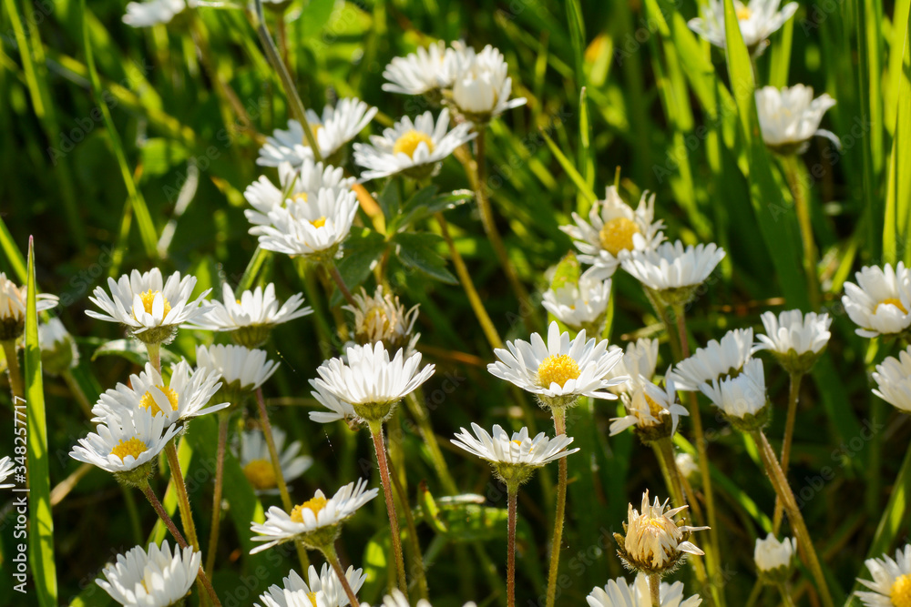 Daisies on a meadow