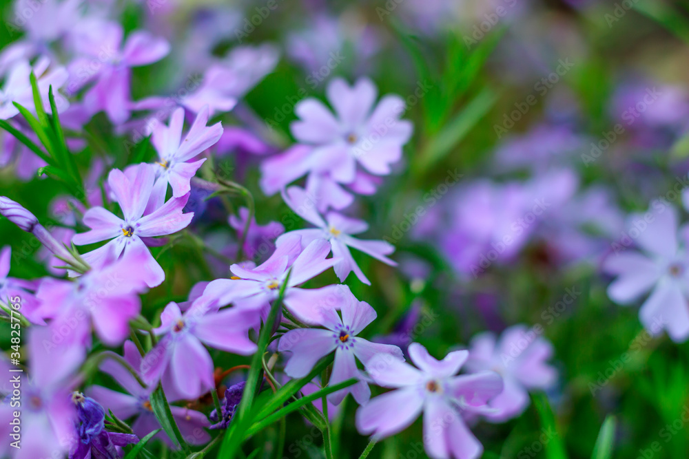 purple spring flowers, small wildflowers close-up purple spring flowers, small wildflowers close-up