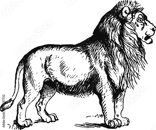 Lion standing guard, Vector Drawing of a 19th century engraving