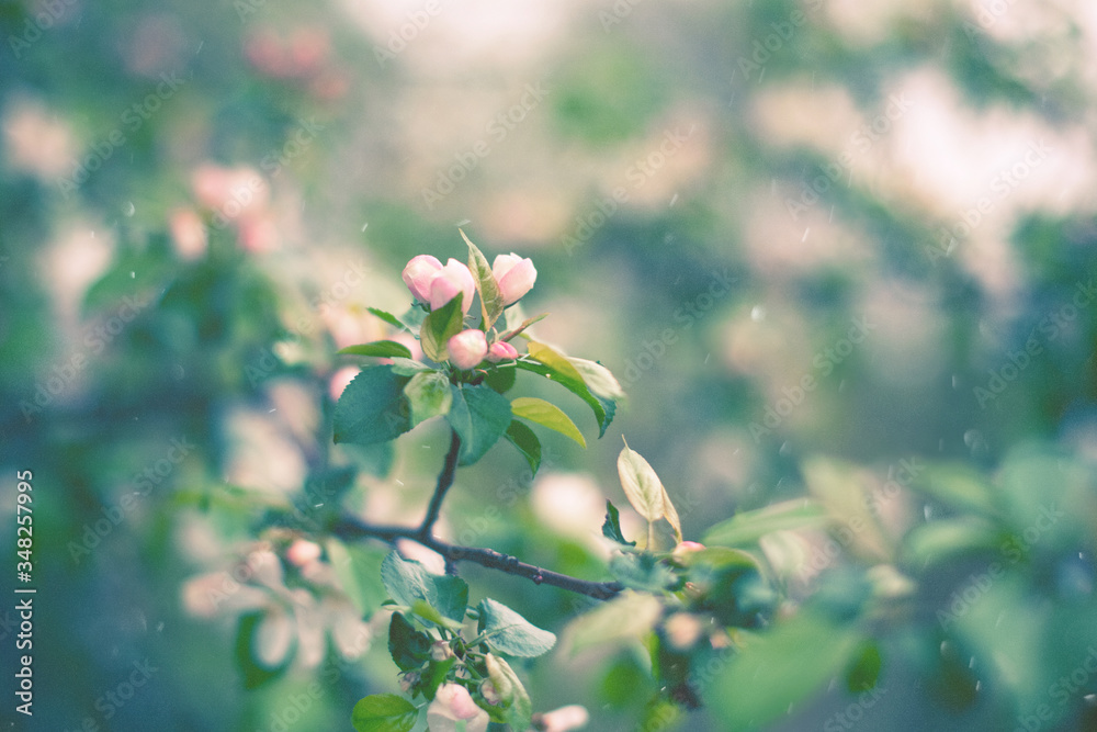 Fototapeta premium First flowers in early spring. Apple blossom. Spring season. Beautiful flowering trees in the Park. Delicate buds and petals on the Apple tree. Artistic background of nature, copy of space. Close-up