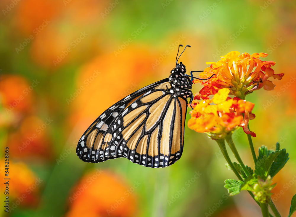 Fototapeta premium Monarch butterfly (Danaus plexippus) on lantana flowers during the spring migration in Texas.