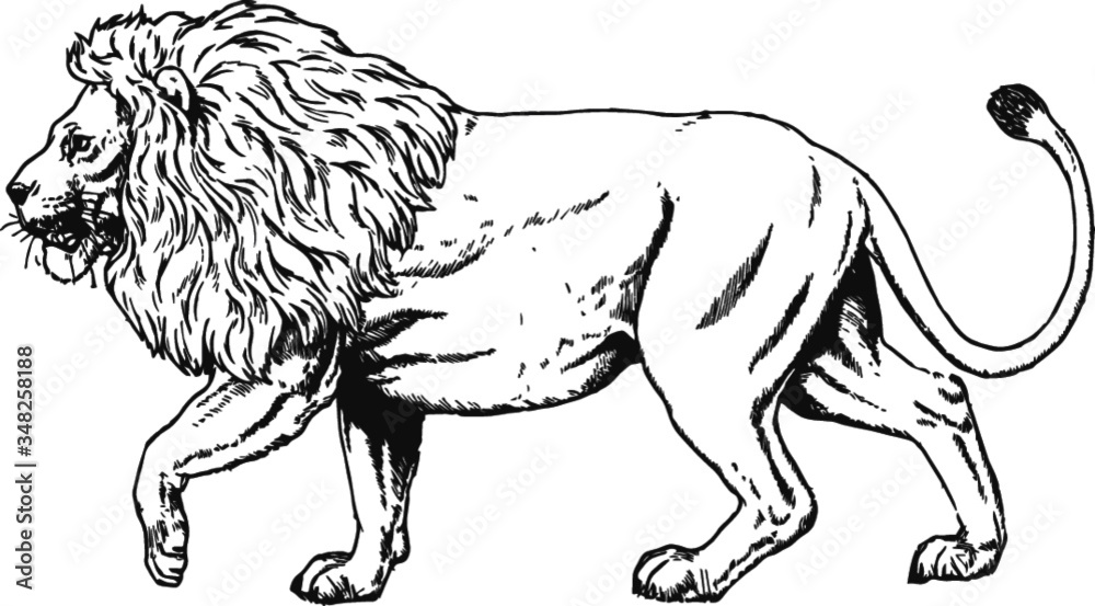 Proud walking lion line art, Vector Drawing of a 19th century engraving  Stock Vector | Adobe Stock