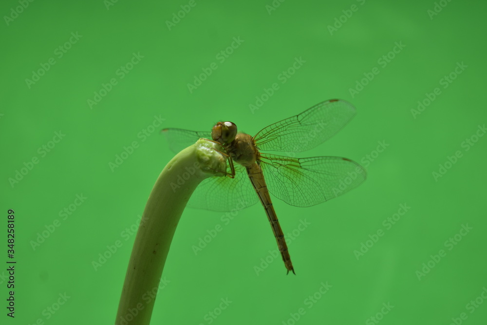 dragonfly close up green background dragonfly close up green background
