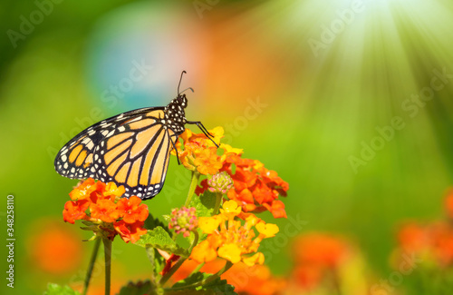 Monarch butterfly (Danaus plexippus) basking on lantana flowers during the spring migration in Texas. © leekris
