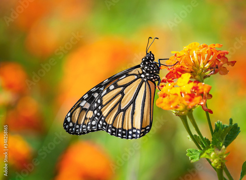 Monarch butterfly (Danaus plexippus) on lantana flowers during the spring migration in Texas. © leekris