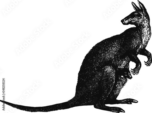 Vintage Australian wallaby sketch, Vector Drawing of a 19th century engraving