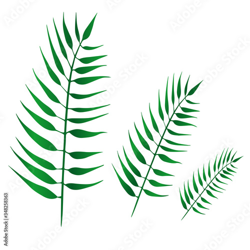 Tropical leaves on an isolated background, a set of green plants, botanical illustration, floral design, plumeria, palm trees, ficus, fern. Vector typography for home decor, kids rooms, pillows, mugs