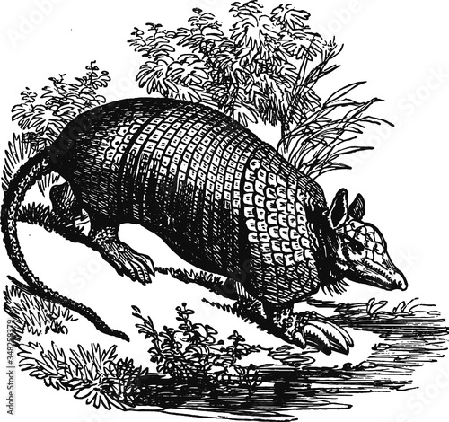 Texas armadillo on a hill, Vector Drawing of a 19th century engraving