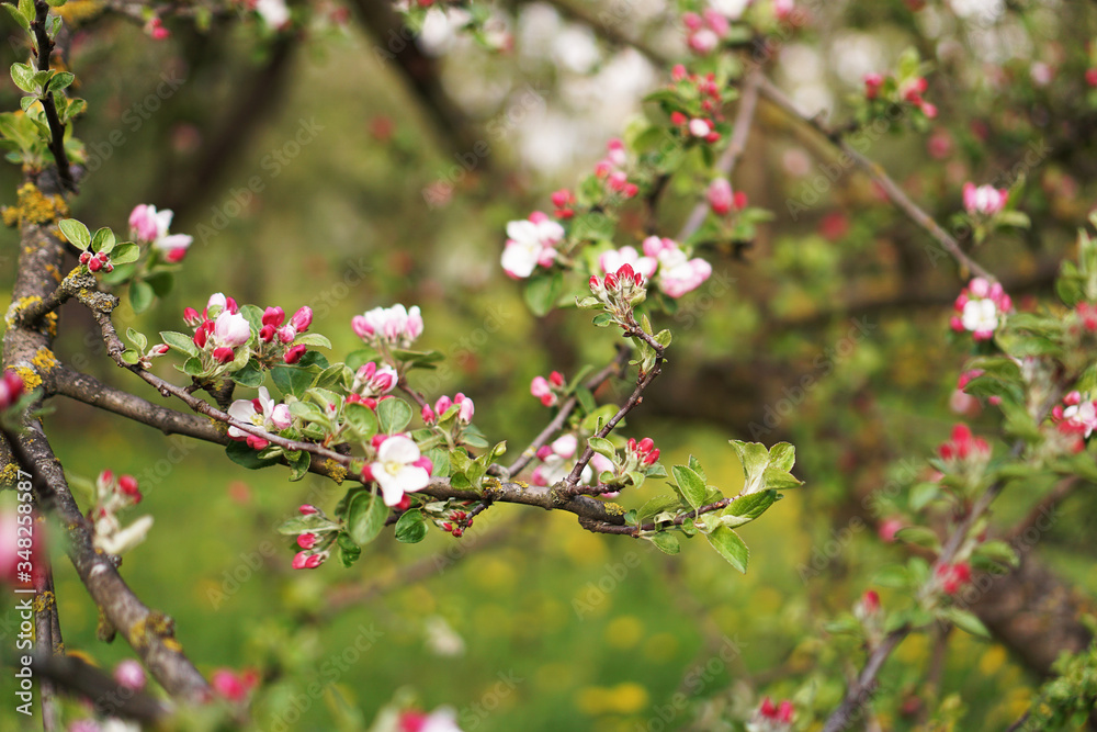 Spring flowering apple tree. Branch pink flowers apple tree on background of spring garden Spring flowering apple tree. Branch pink flowers apple tree on background of spring garden
