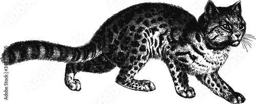 Small wild Cat drawing, Vector Drawing of a 19th century engraving