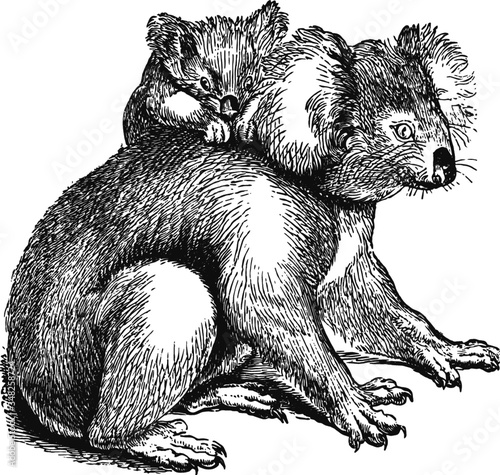 Koala bear and baby, Vector Drawing of a 19th century engraving