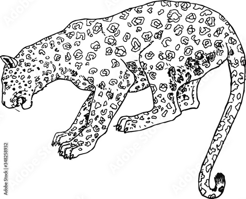 leopard on white background, Vector Illustration of a 19th century engraving