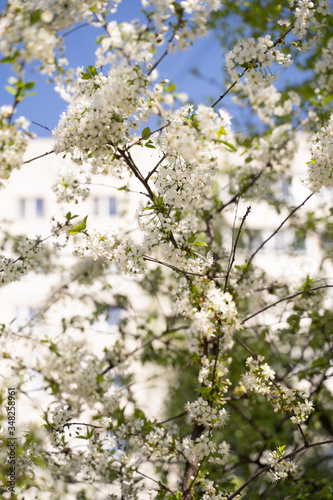 trees of apple, cherry, pear blossom in spring in a city park, garden