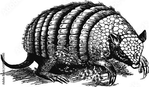 Cute little vintage armadillo, Vector Sketch of a 19th century engraving