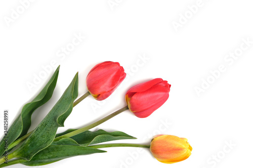 Red and yellow tulips on a white background.