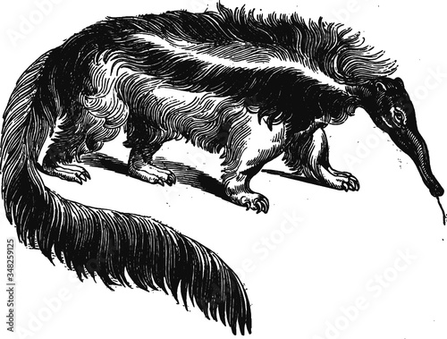 Black and White Anteater, Vector Illustration of a 19th century engraving