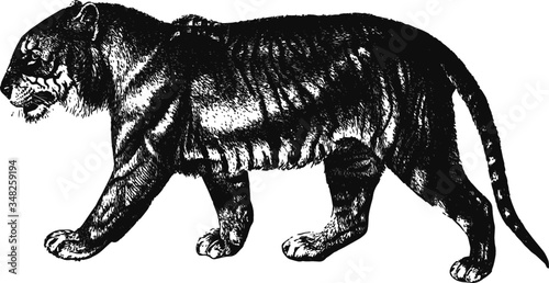 Wild Big Cat Tiger, Vector Sketch of a 19th century engraving