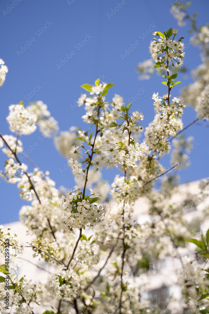 trees of apple, cherry, pear blossom in spring in a city park, garden trees of apple, cherry, pear blossom in spring in a city park, garden