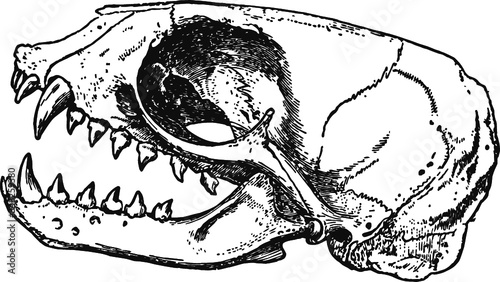 cat skull, Vector Sketch of a 19th century engraving